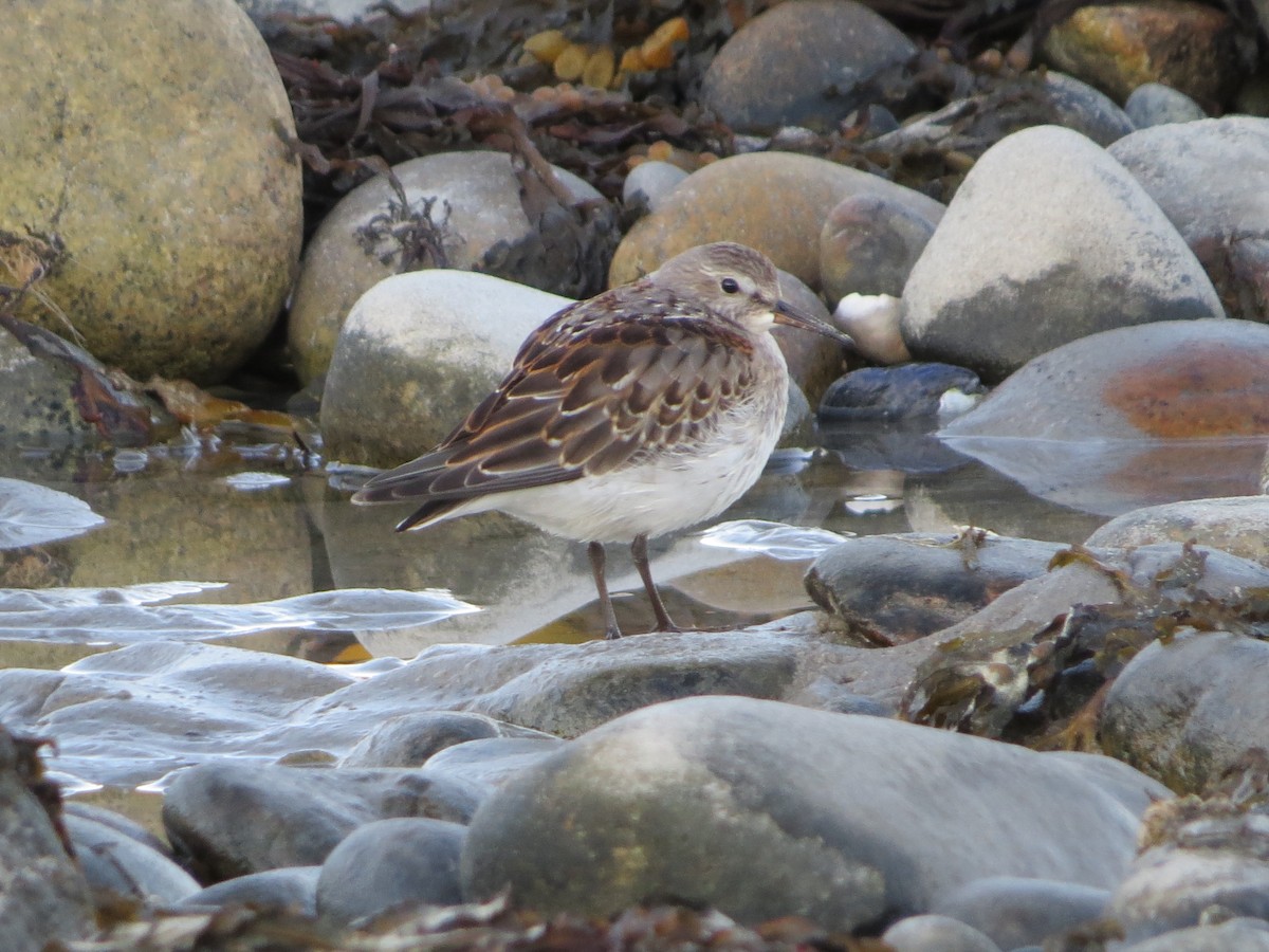 White-rumped Sandpiper - ML494307331