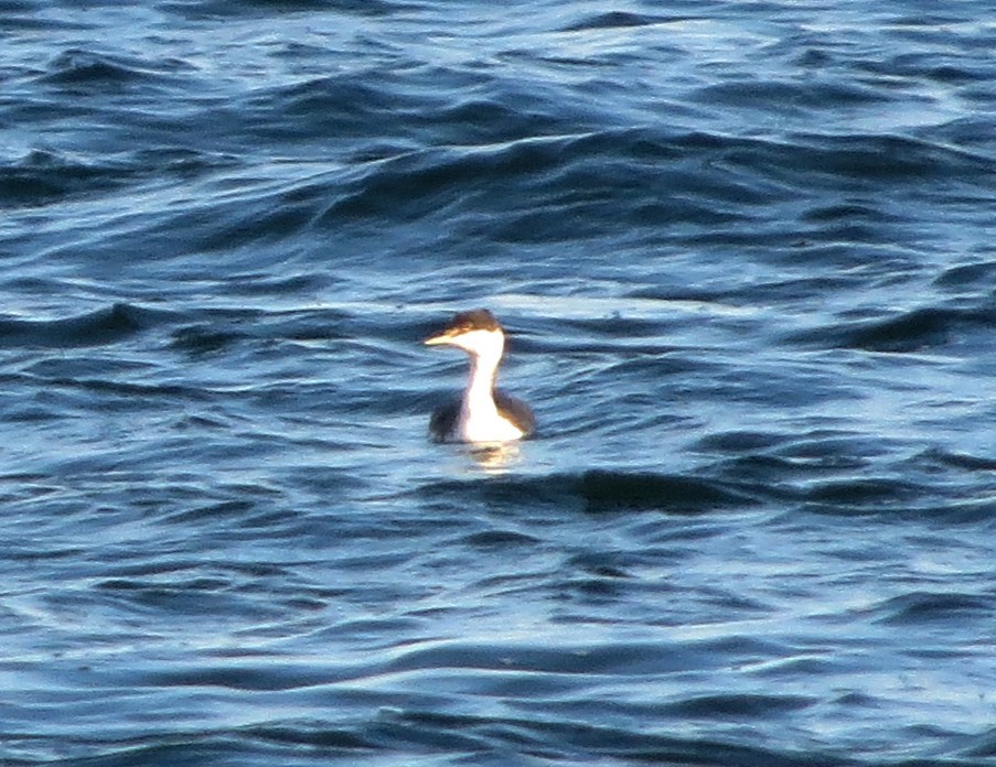 Horned Grebe - ML494307421