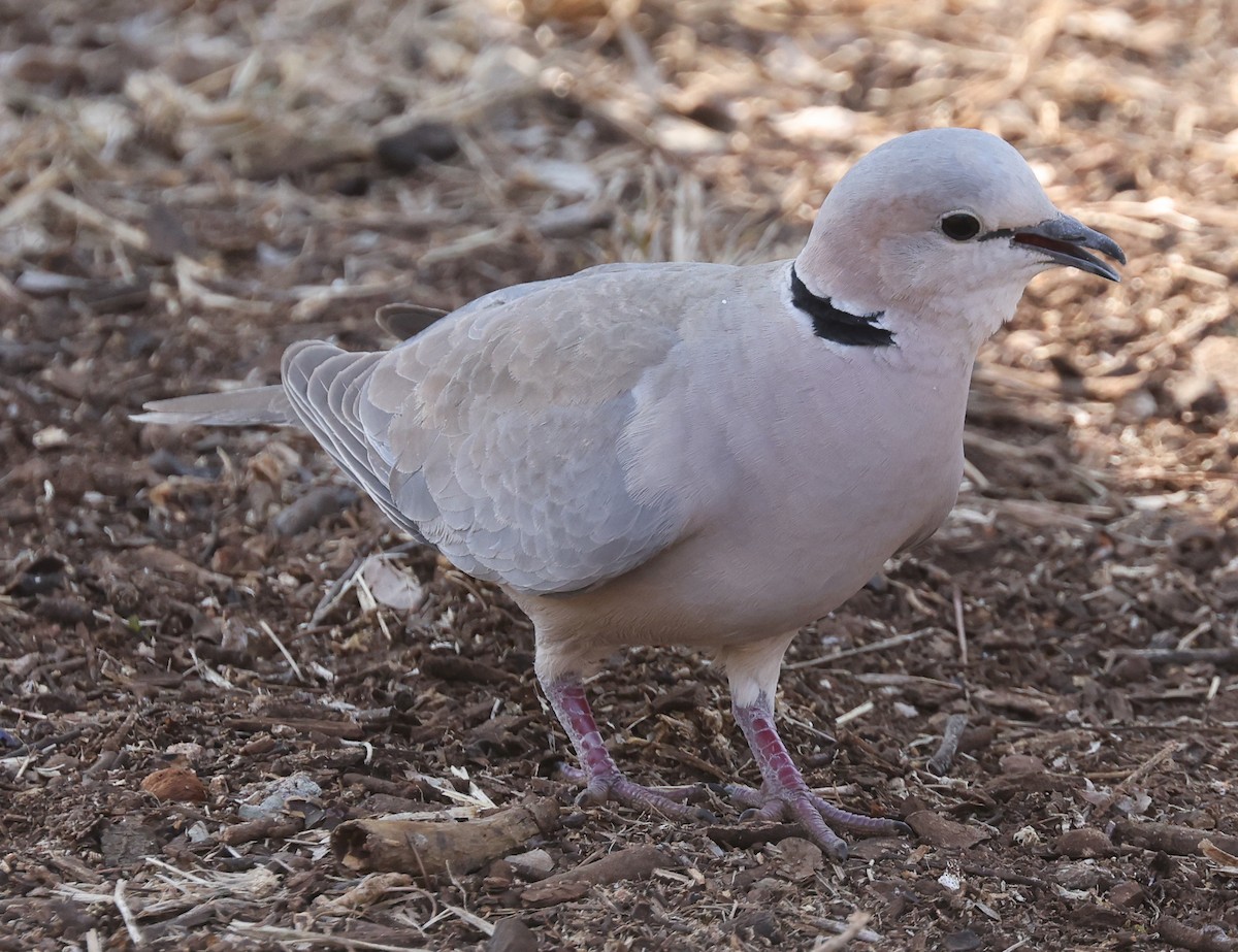 Ring-necked Dove - ML494308141