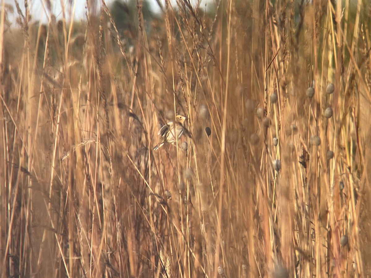 LeConte's Sparrow - ML494309301