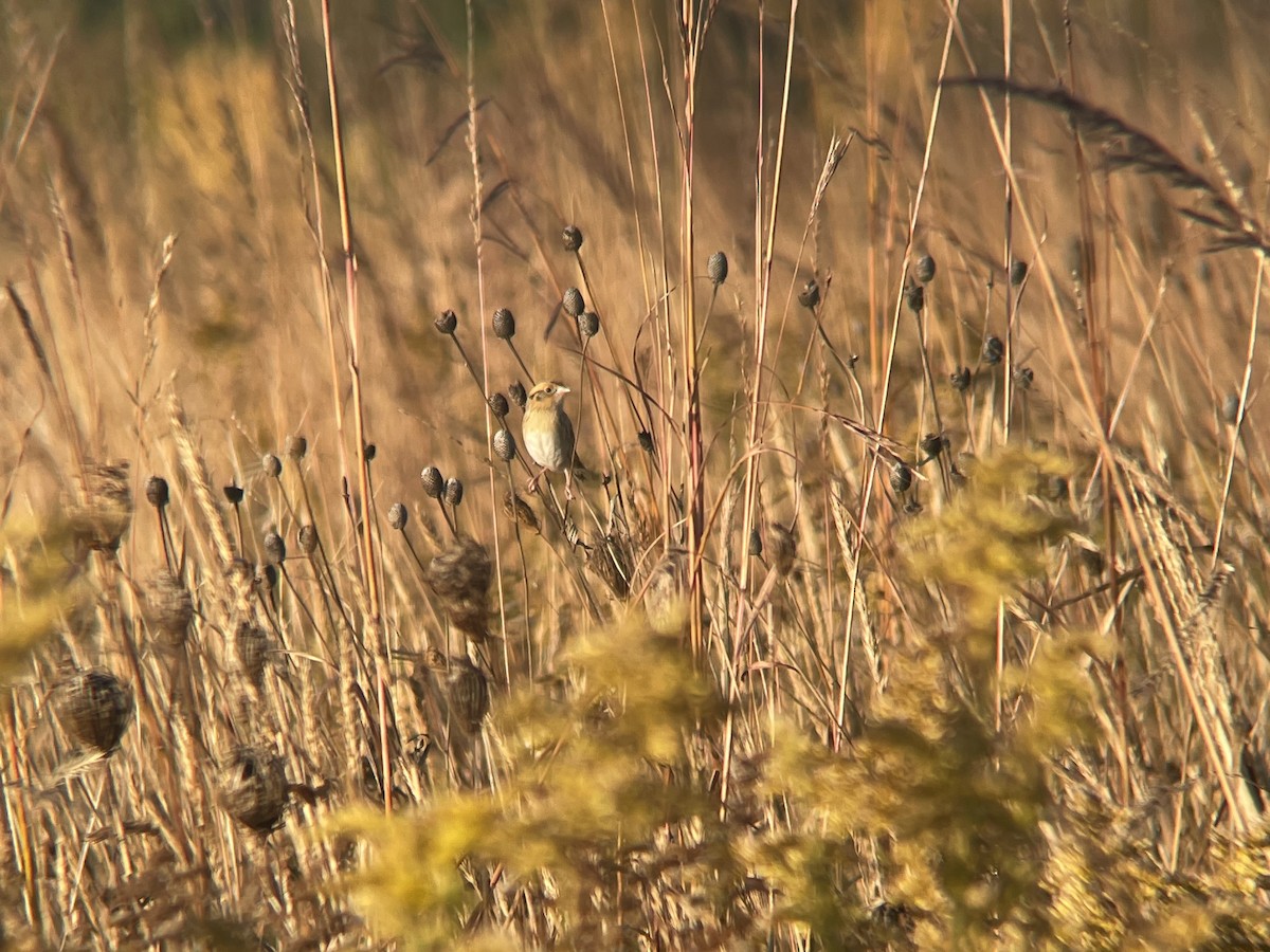 LeConte's Sparrow - ML494309311