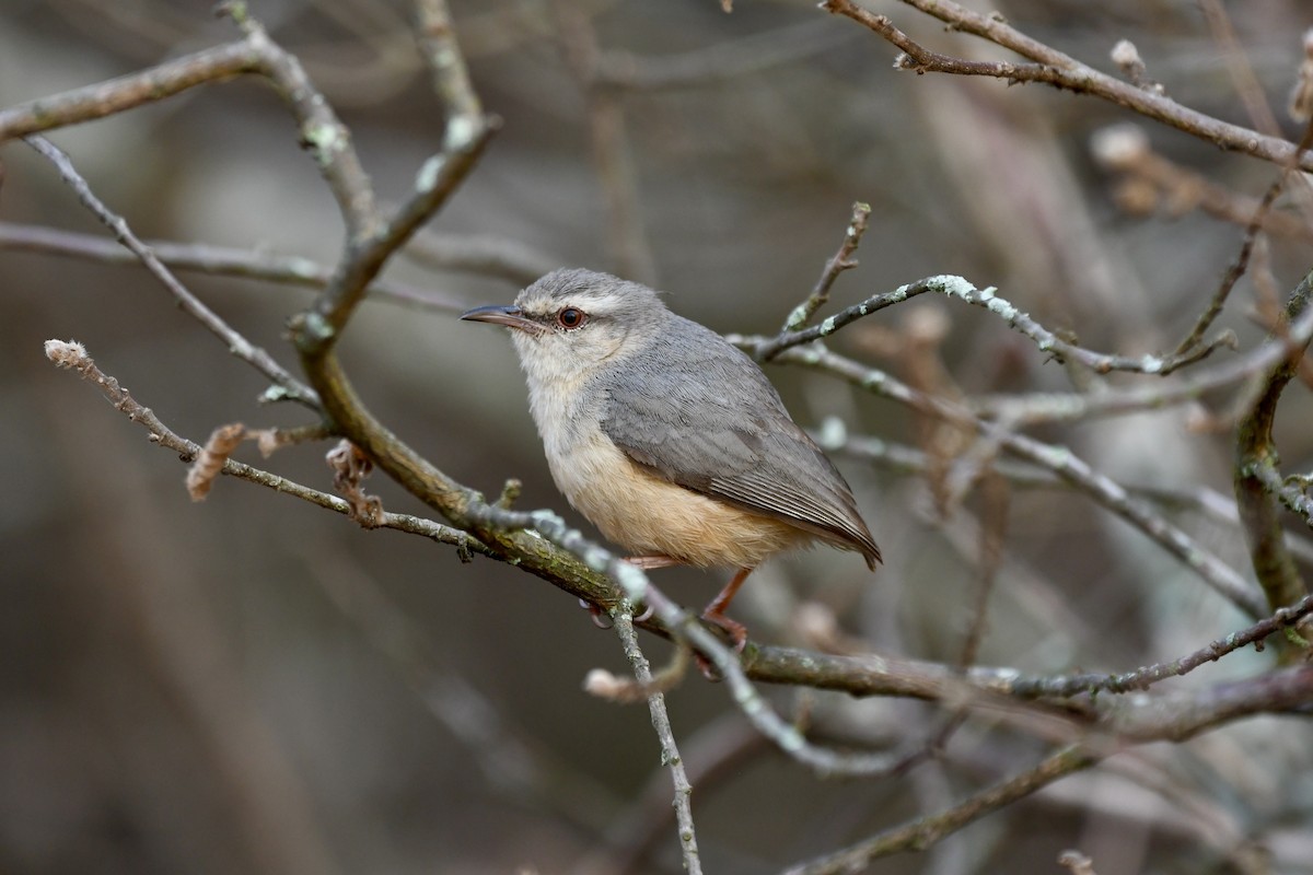Long-billed Crombec - ML494310831