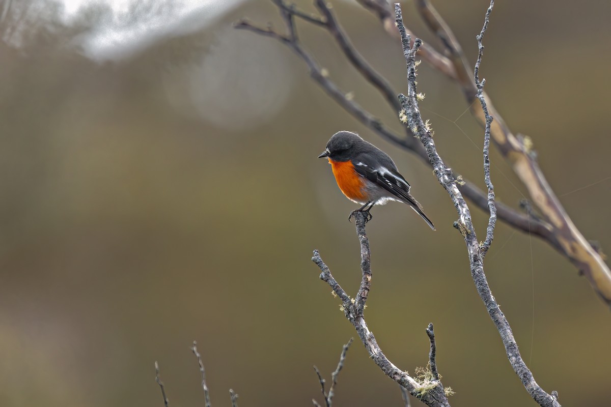 Flame Robin - ML494311131