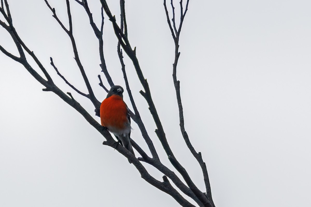Flame Robin - ML494311141