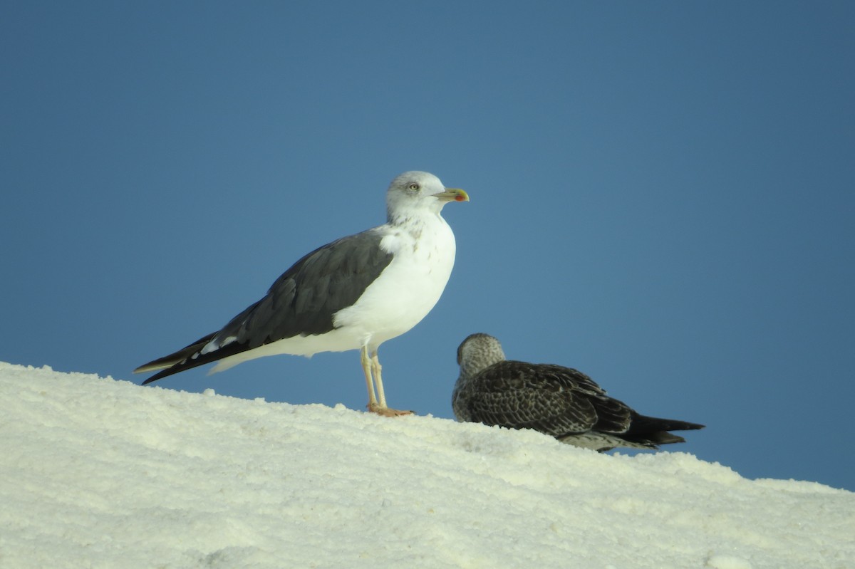 Бэсрэг цахлай - ML494311371