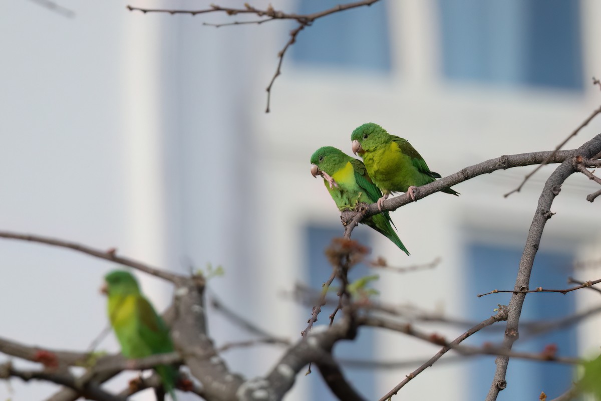 Orange-chinned Parakeet - Adam Jackson