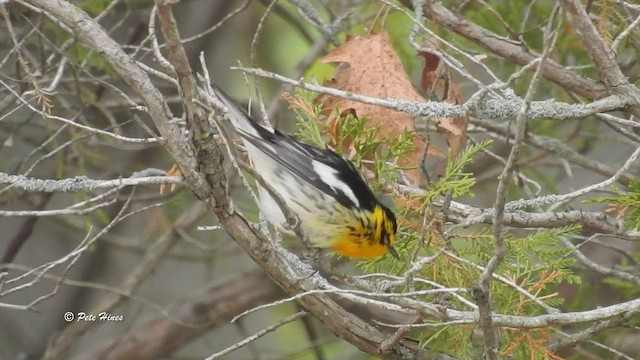 Blackburnian Warbler - ML494311711