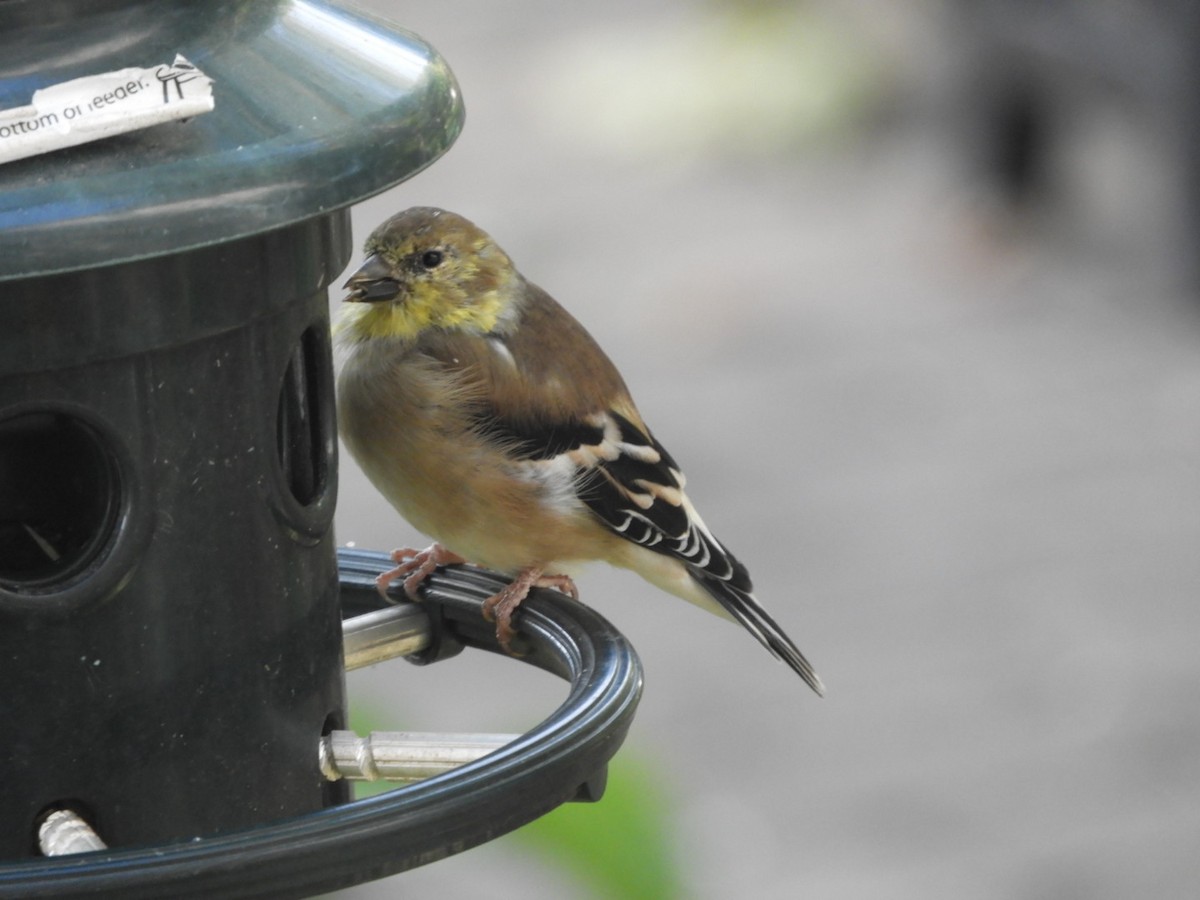 American Goldfinch - ML494311791