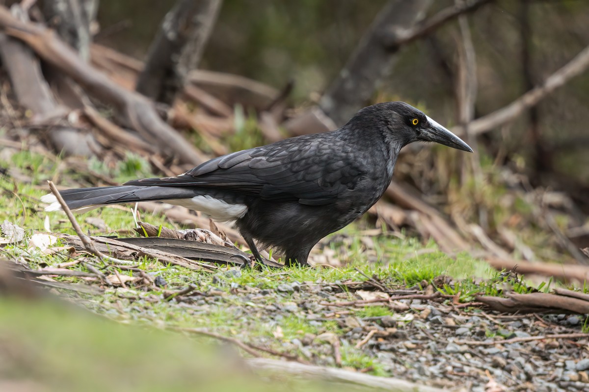 Gray Currawong (Clinking) - Larry Hubble