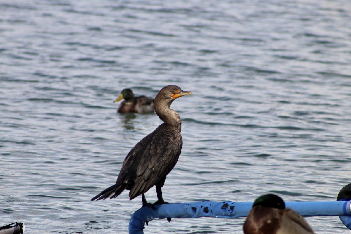 Double-crested Cormorant - ML494312841