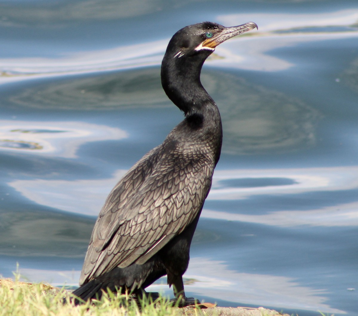 Neotropic Cormorant - ML494313001