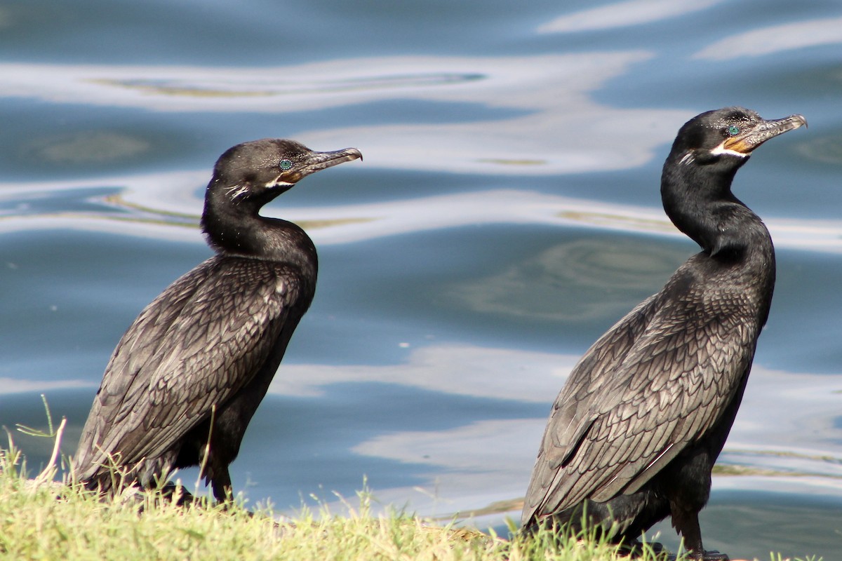 Neotropic Cormorant - ML494313011