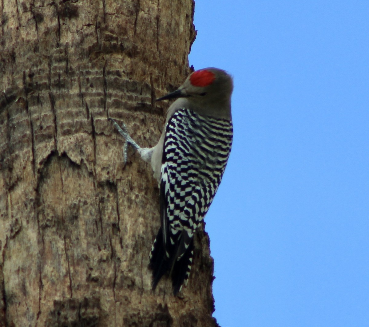 Gila Woodpecker - ML494313261