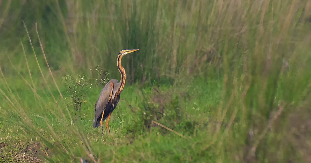 Purple Heron - SAPTARSHI MUKHERJEE