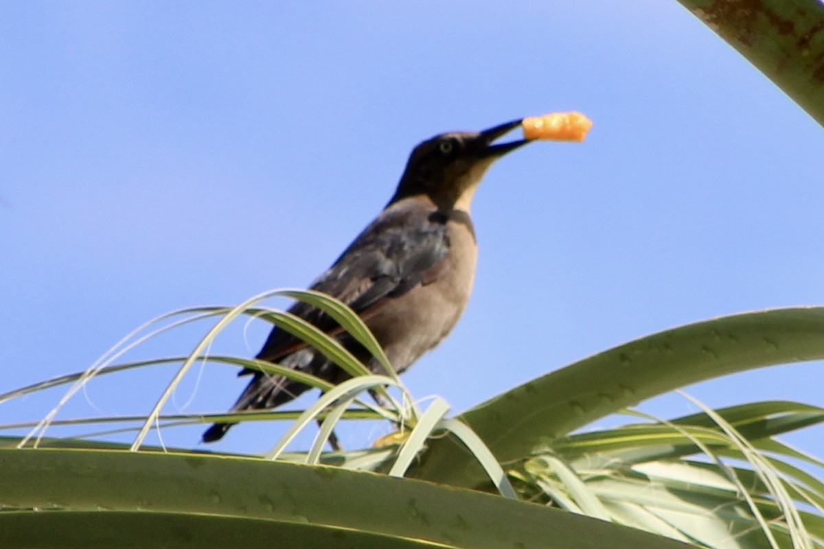 Great-tailed Grackle - ML494313461