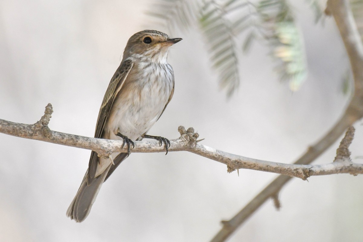 Spotted Flycatcher (Spotted) - Itamar Donitza