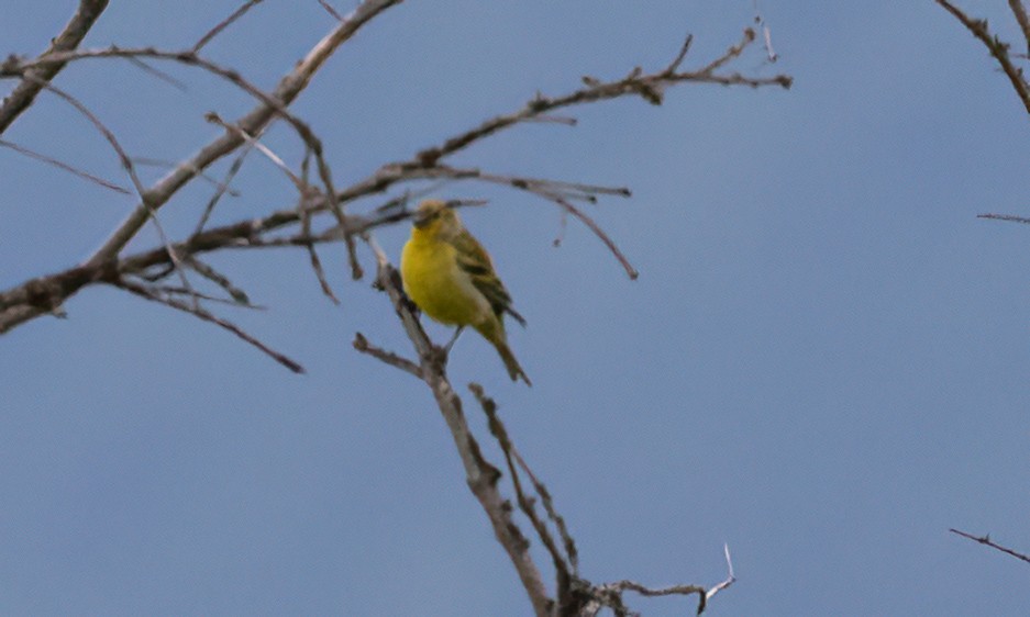 Citril Finch - ML494314981