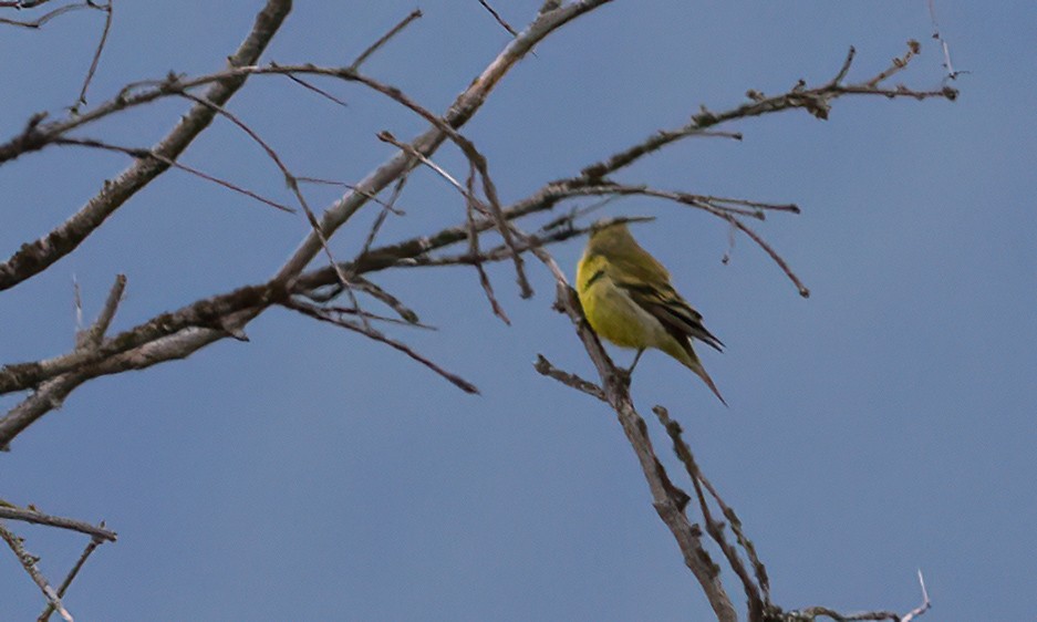 Citril Finch - ML494314991