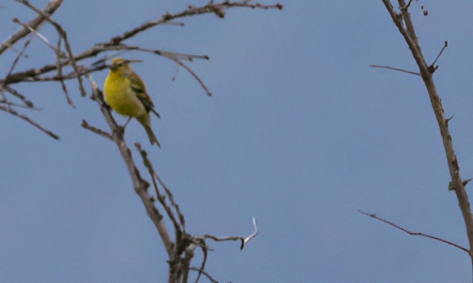 Citril Finch - ML494315011