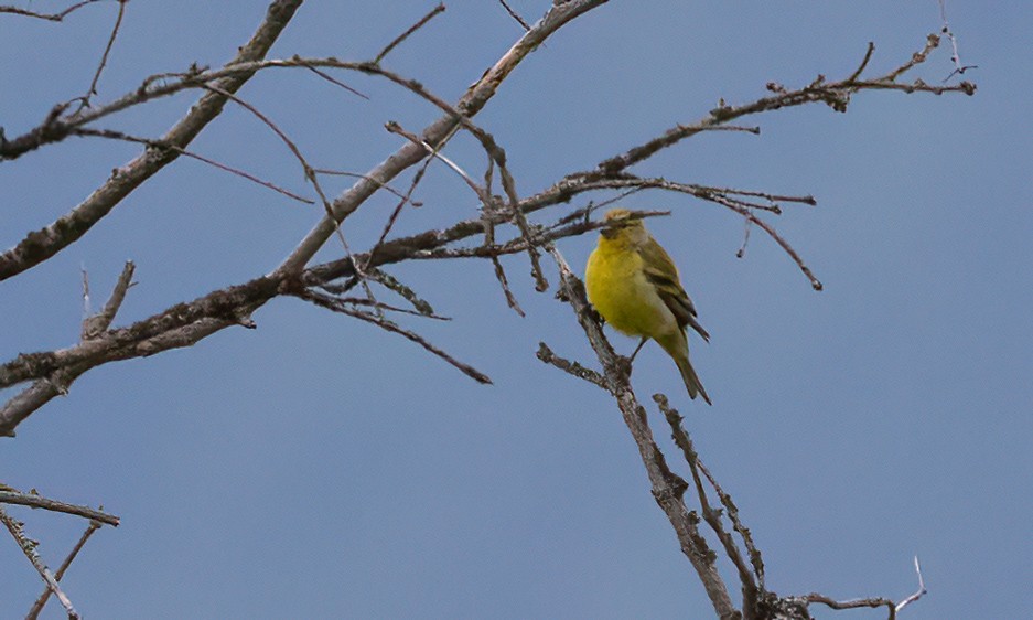 Citril Finch - ML494315021