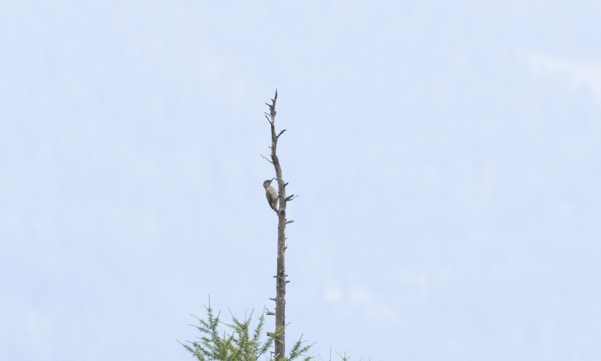 Eurasian Green Woodpecker - ML494315211