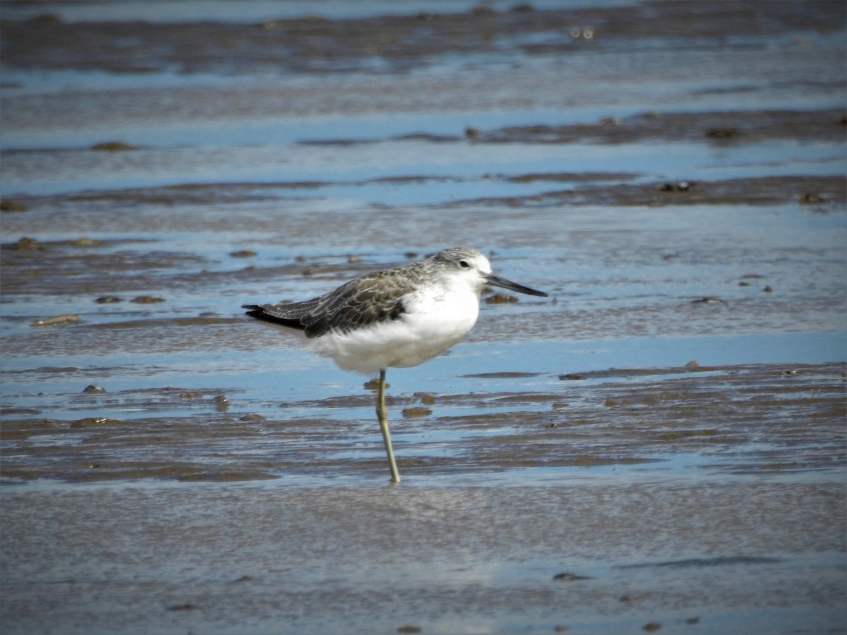 Common Greenshank - ML494315321