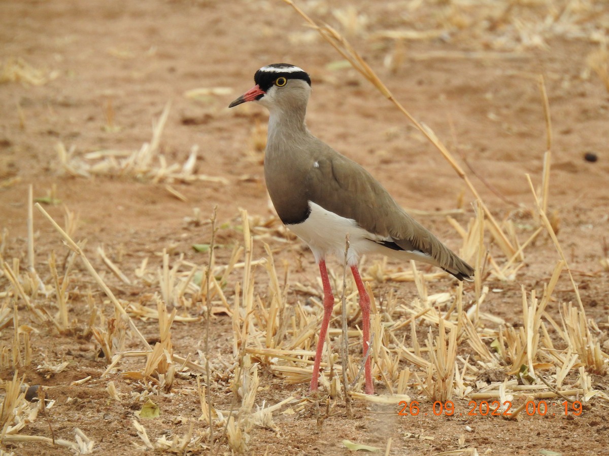 Crowned Lapwing - ML494315721