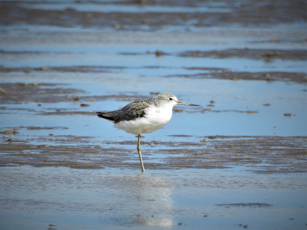 Common Greenshank - ML494315821