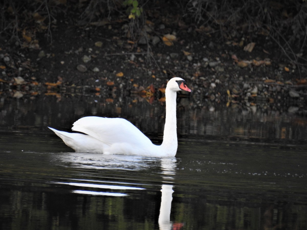 Mute Swan - ML494316281
