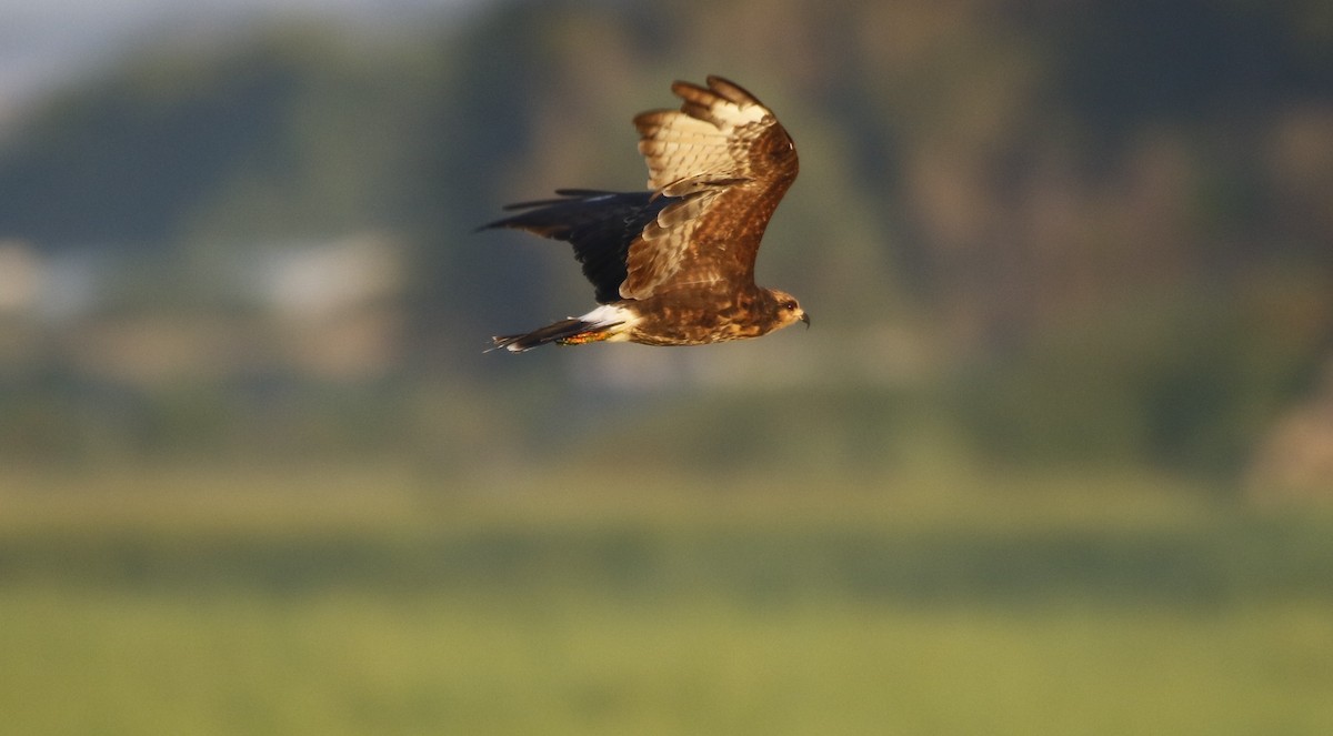 Snail Kite - ML494316651