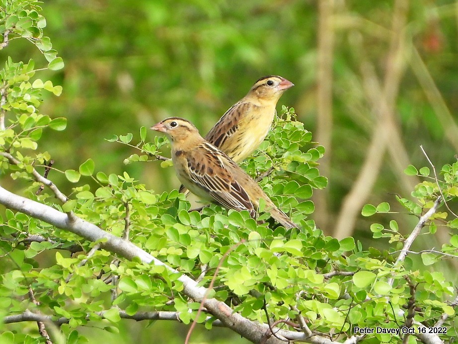 Bobolink - ML494316871