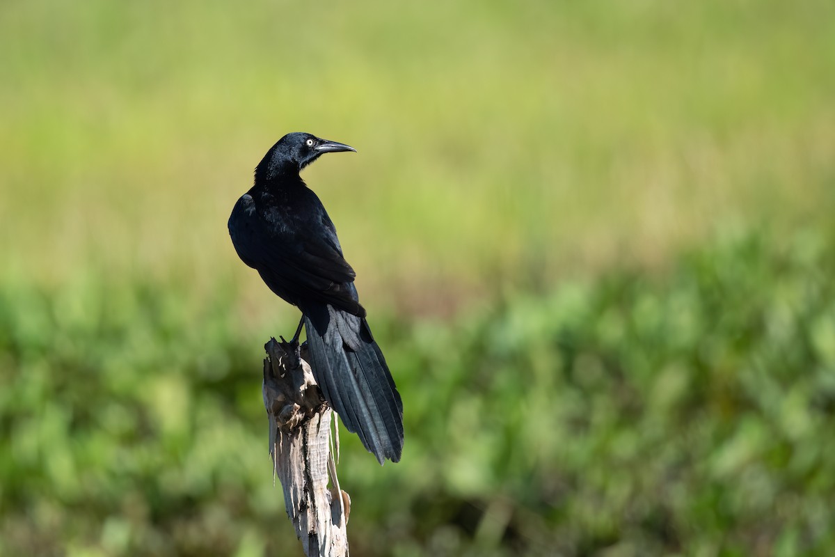 Great-tailed Grackle - ML494317281