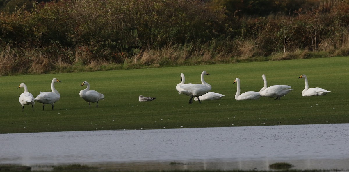 Whooper Swan - ML494317401