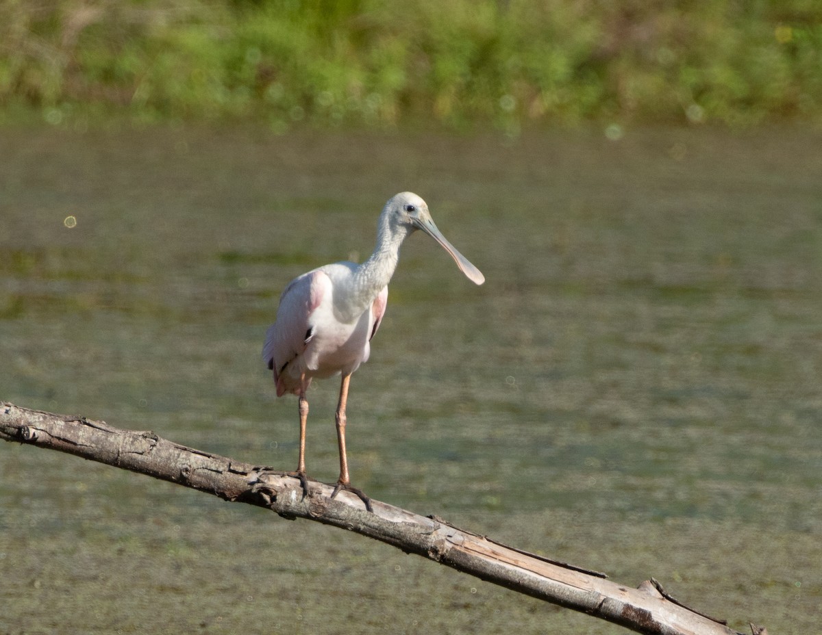 Roseate Spoonbill - ML494318241