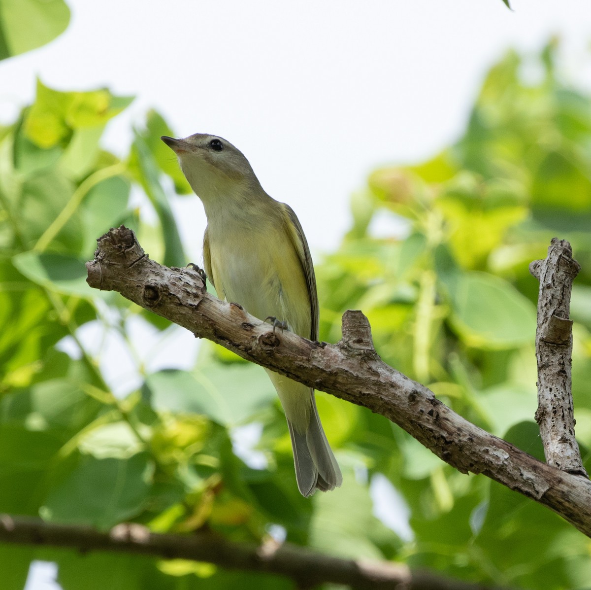 Warbling Vireo - ML494318281