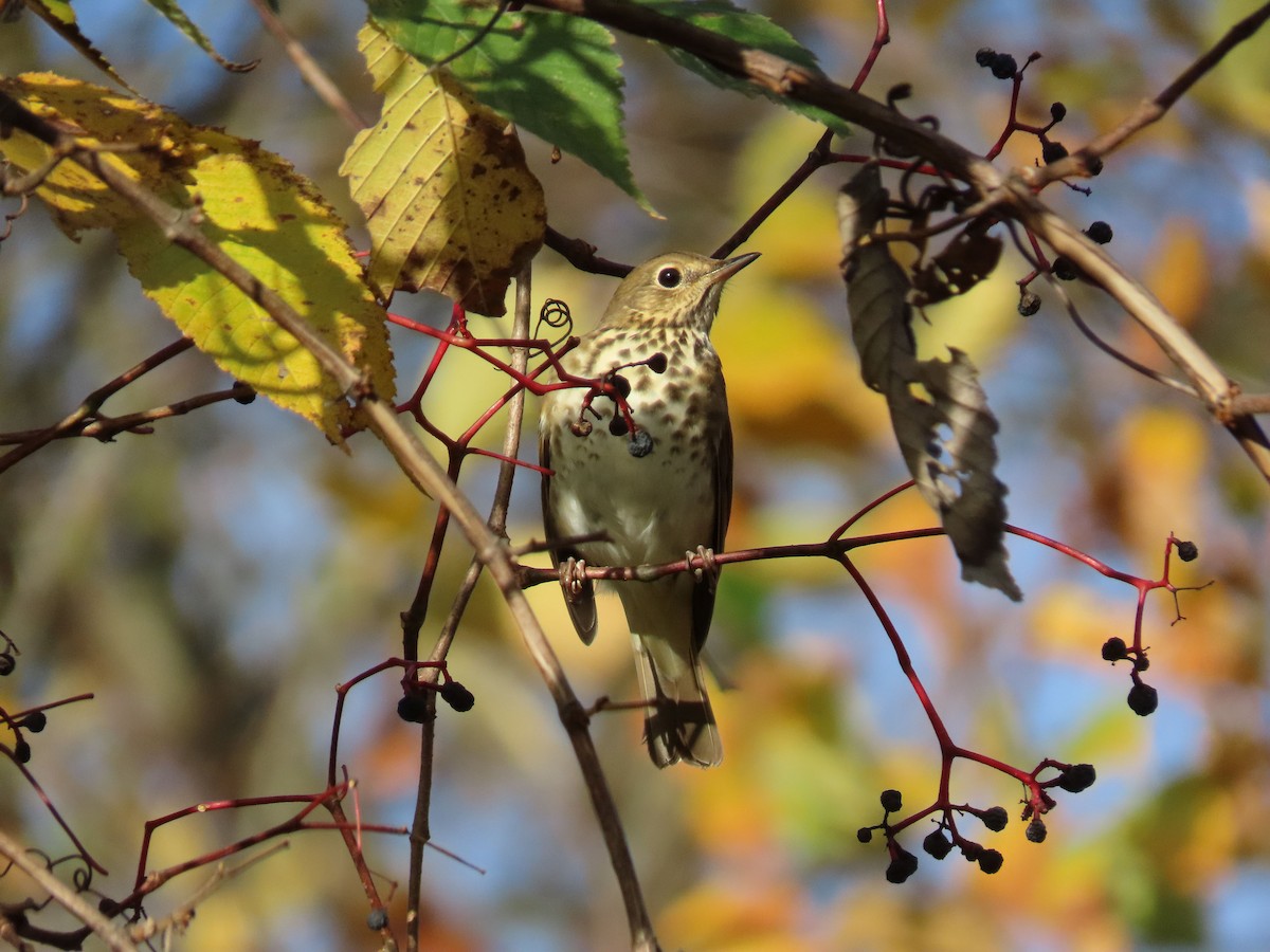 Hermit Thrush - ML494318921