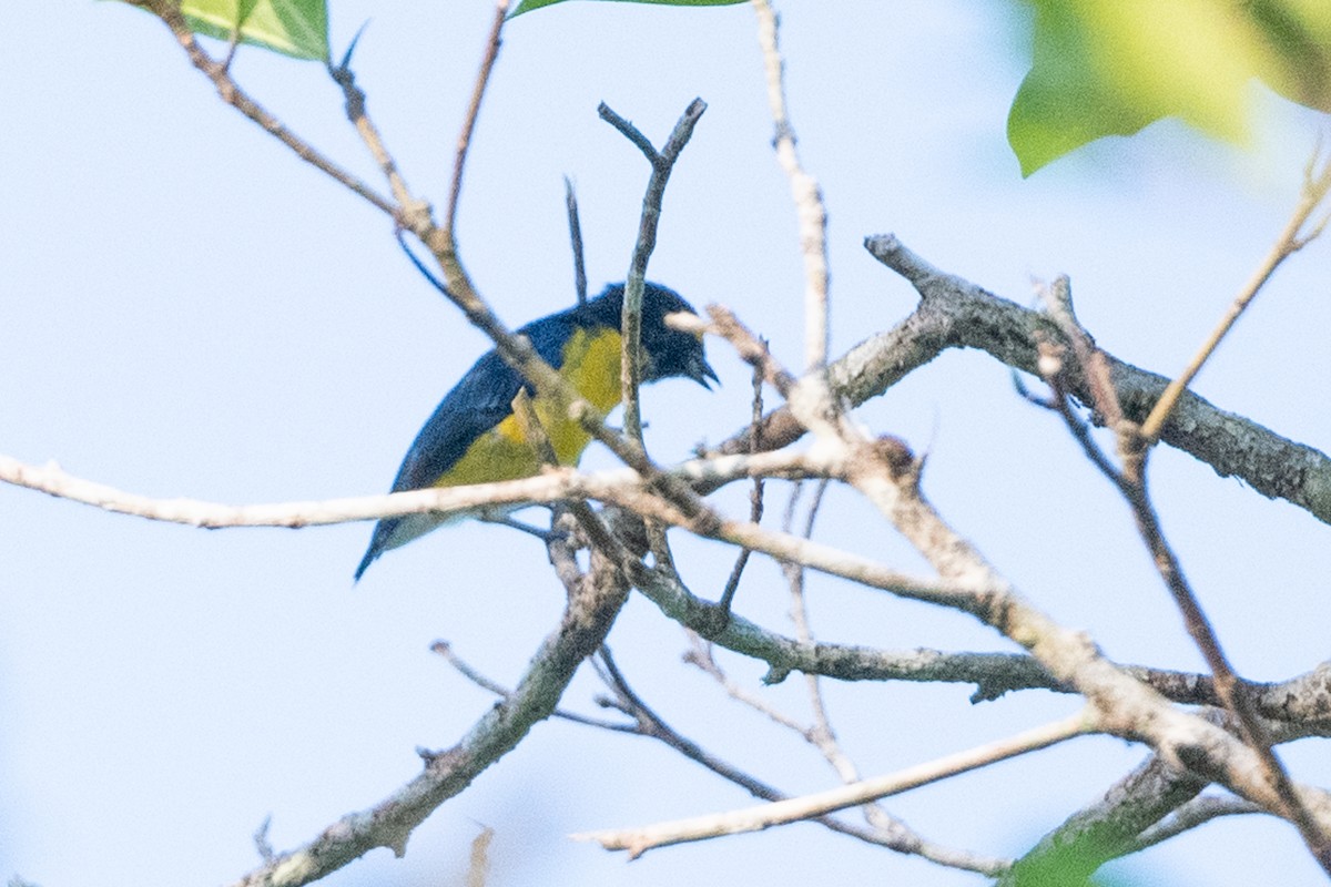 White-vented Euphonia - ML494318931