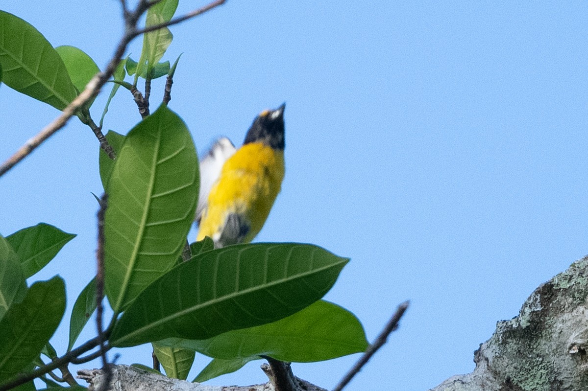 White-vented Euphonia - ML494318941