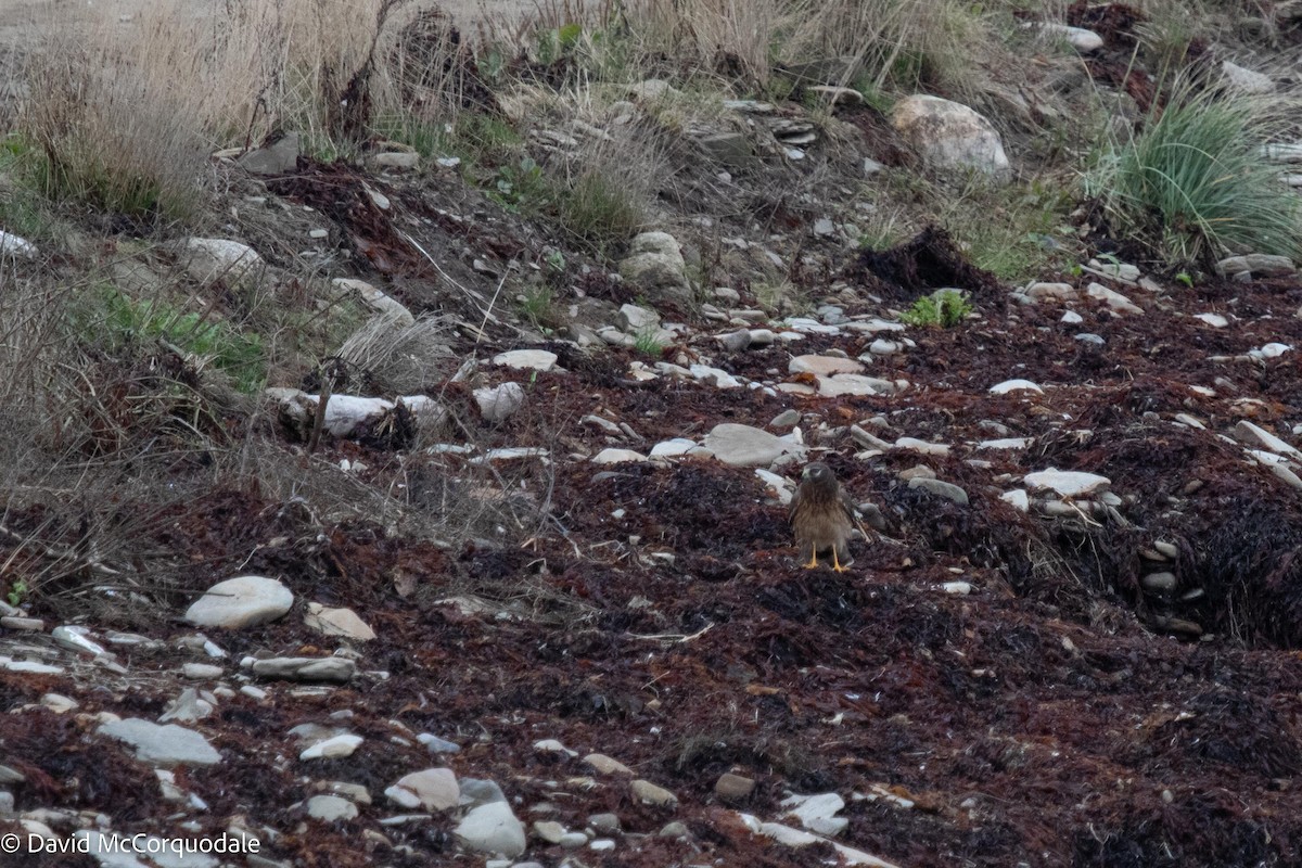 Northern Harrier - ML494319851