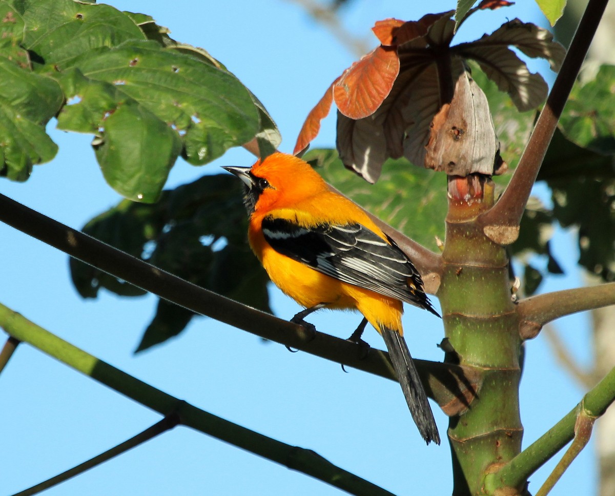 Orange Oriole - ML494320011