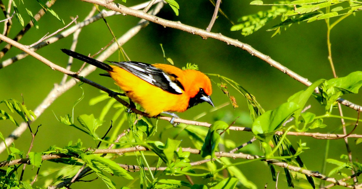 Orange Oriole - ML494320041