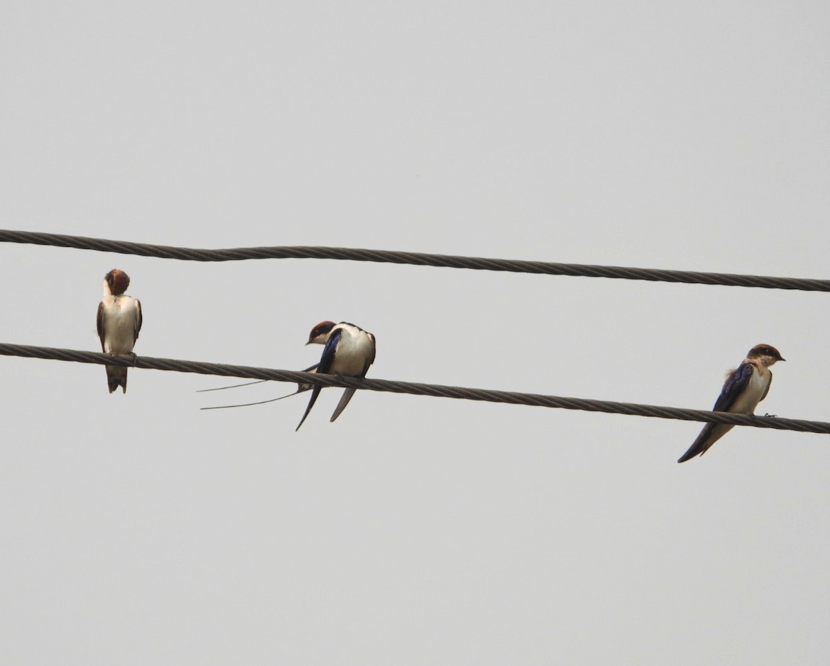 Wire-tailed Swallow - ML494320071