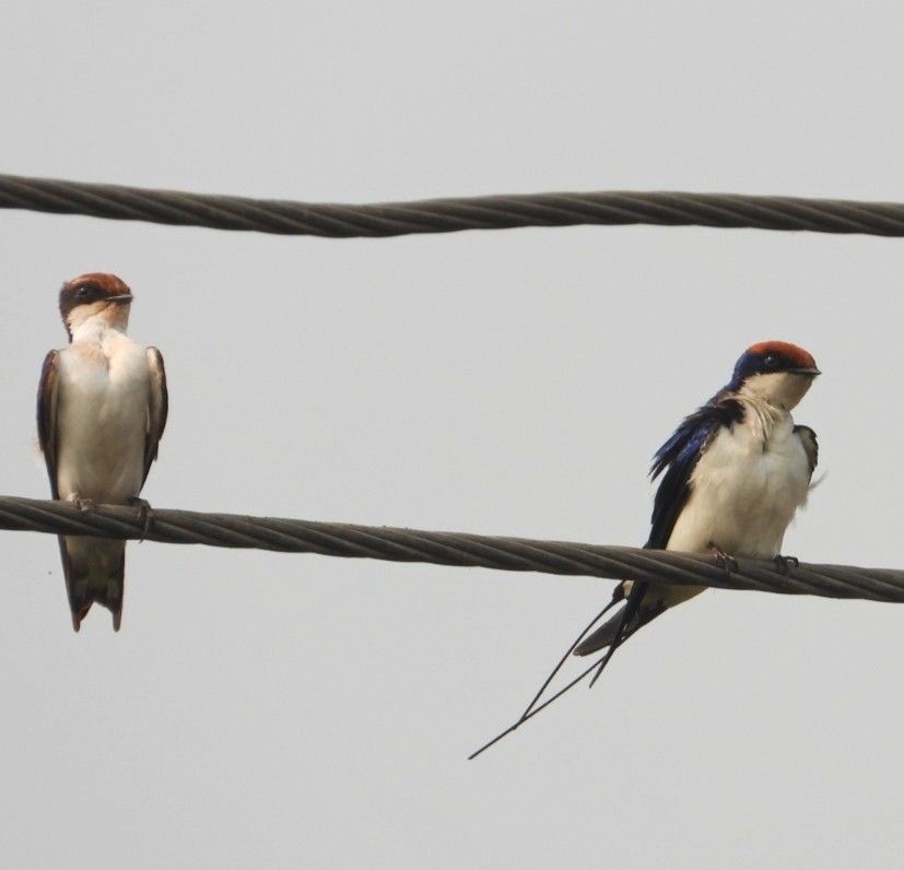 Wire-tailed Swallow - ML494320121