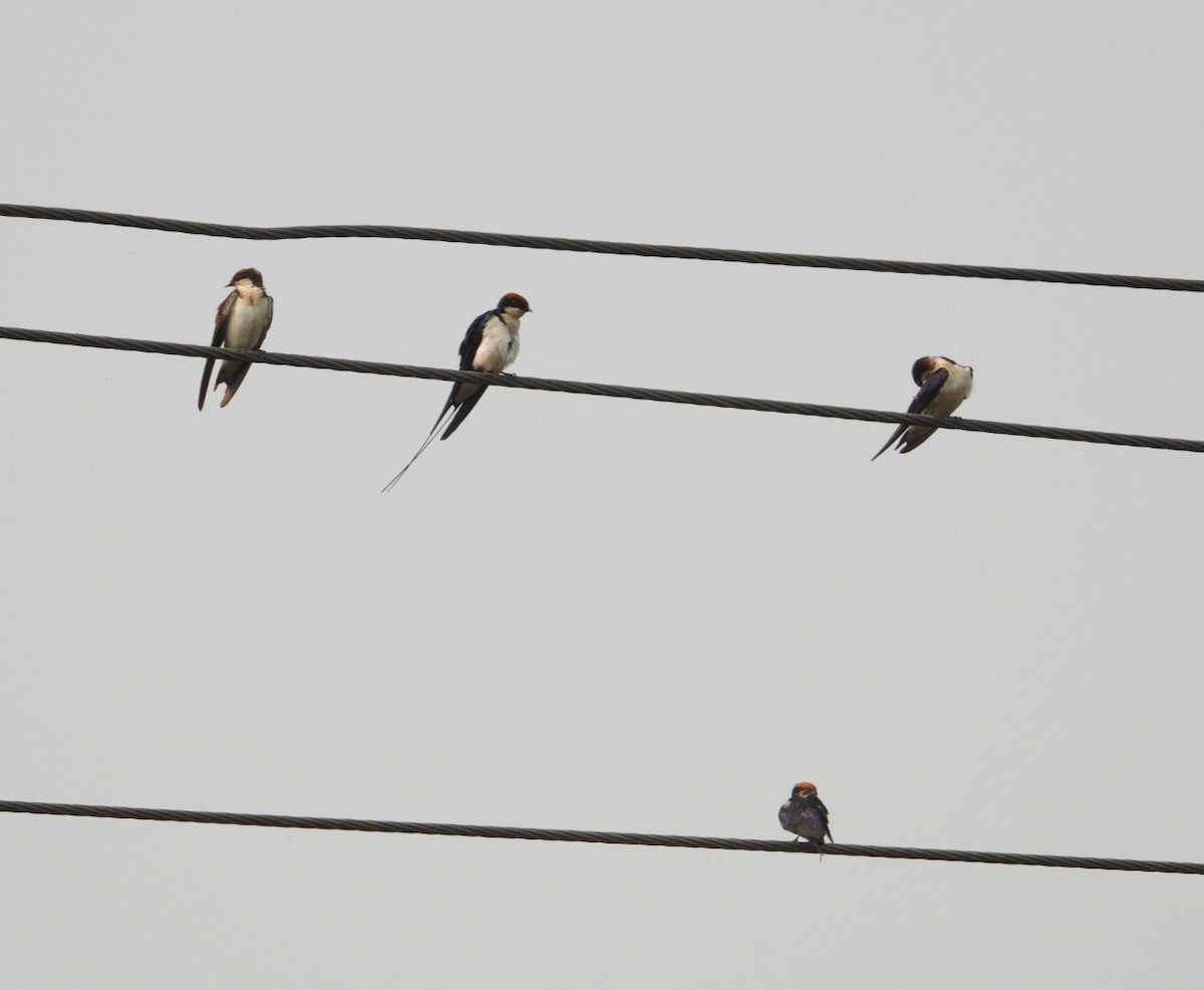 Wire-tailed Swallow - ML494320271