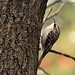 Brown Creeper - ML494321061