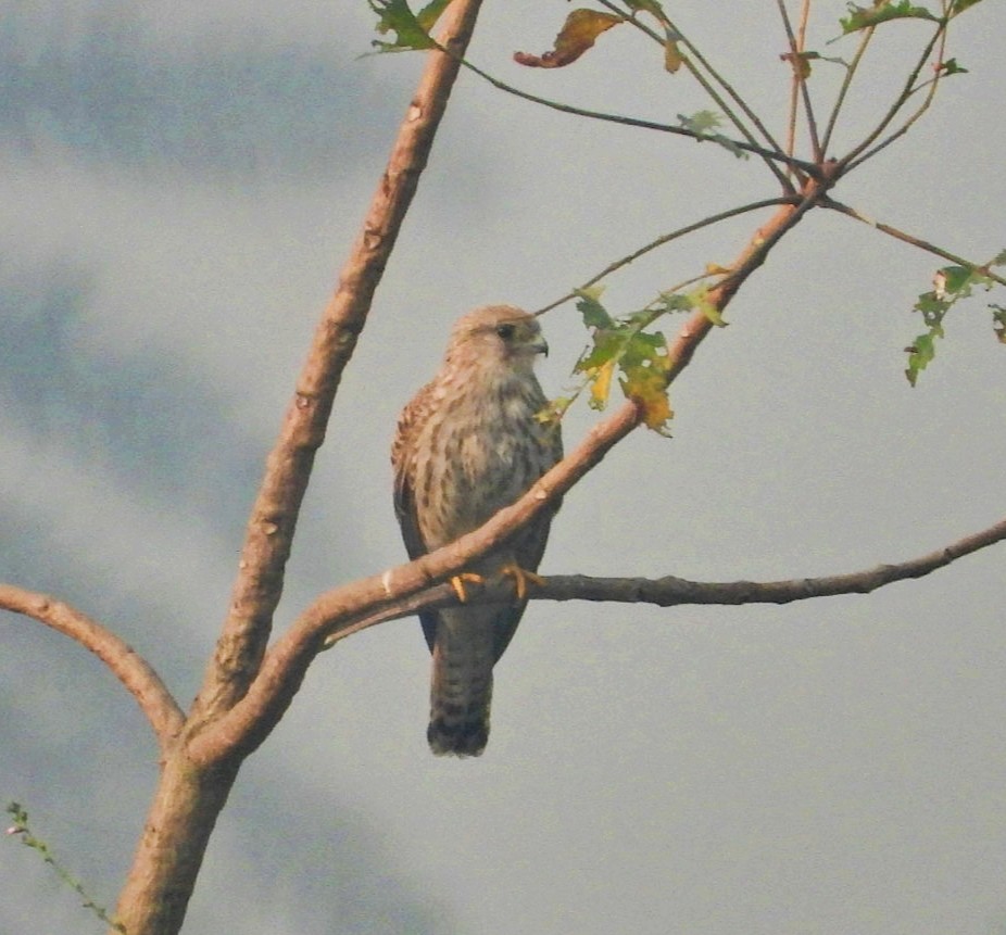 Eurasian Kestrel - ML494321081