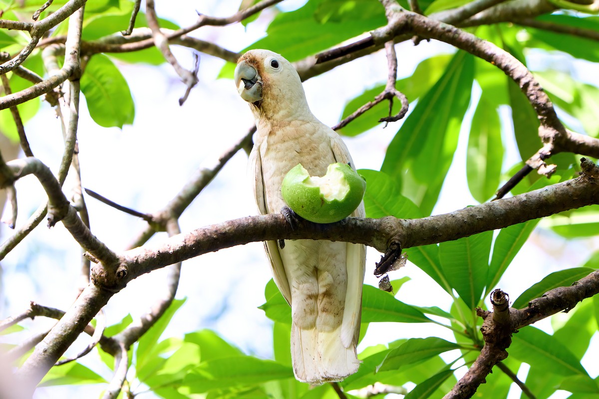 戈芬氏鳳頭鸚鵡 - ML494323011