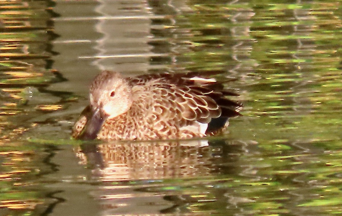 Blue-winged Teal - ML494323771