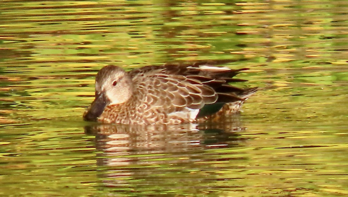 Blue-winged Teal - ML494323841