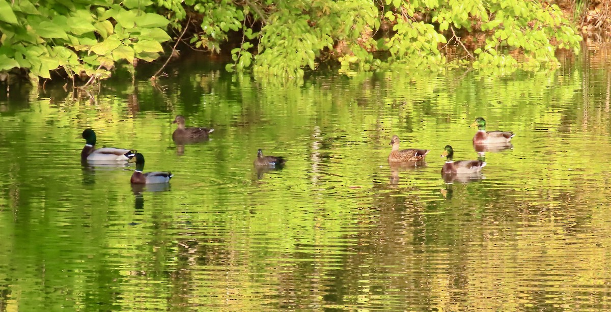 Blue-winged Teal - ML494323911